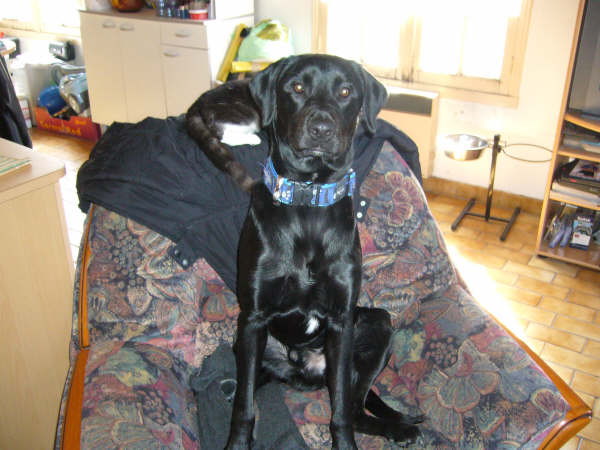17 - PERDU octobre 2007 - BUELL mâle x Labrador/Beauceron Buell_11