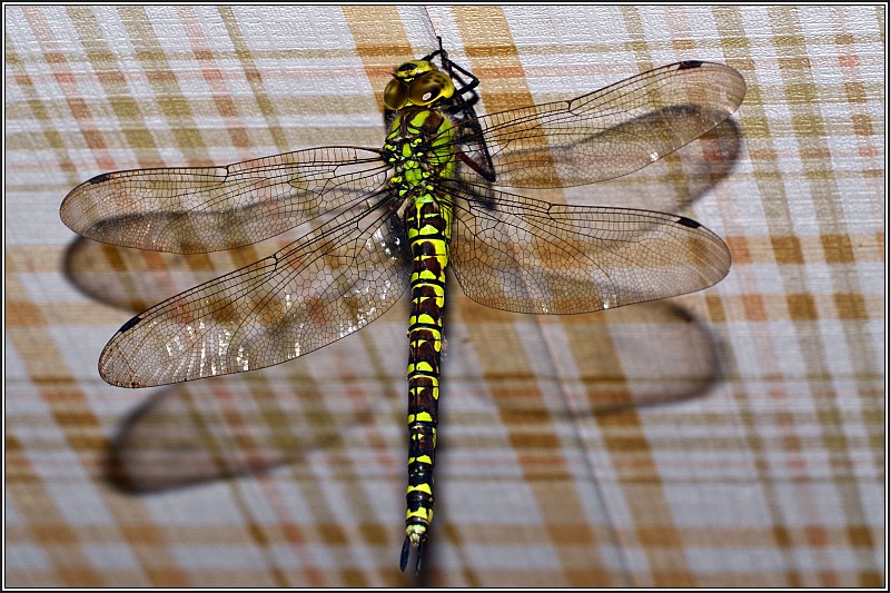 [Aeshna cyanea] Aeschne bleue en intérieur  Aeschn10