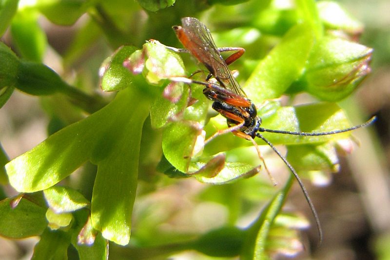 Listère + insecte à identifier Ichneu11