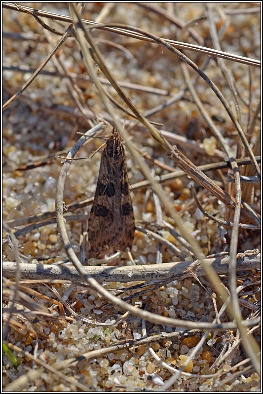 Crambidae : Nomophila noctuella La_pyr11