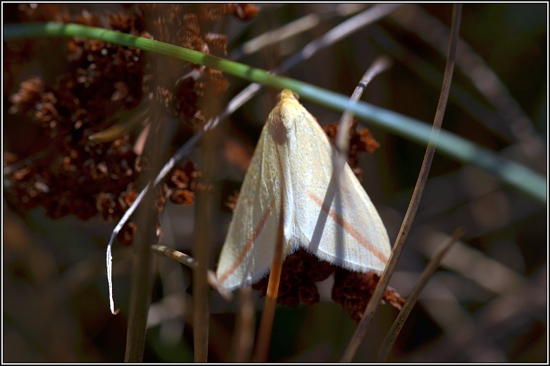 Rhodometra sacraria Rhodom10