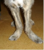 quantités de croquettes pour chiots irish wolfhounds ? Fig310