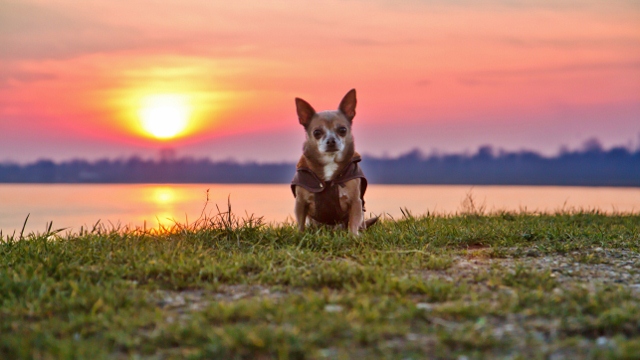 Vagabond sur fond de coucher de soleil Vagabo25