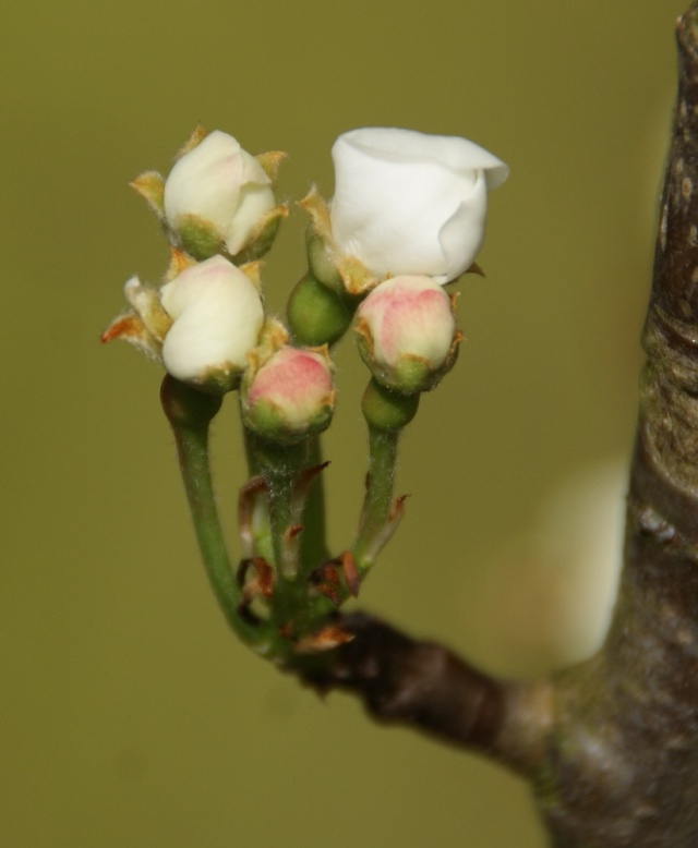 38 - Les bourgeons.....  Dsc01110