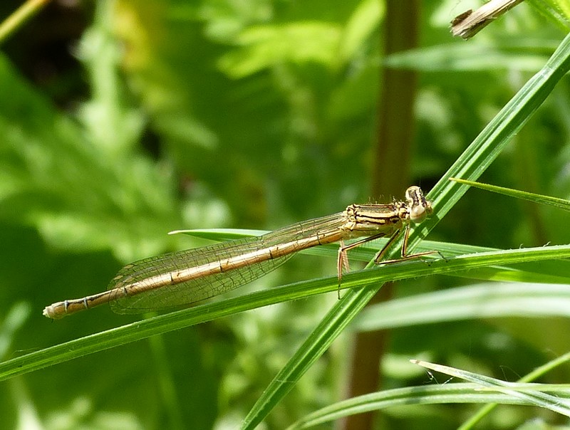 Demoiselles dans les herbes P1020515