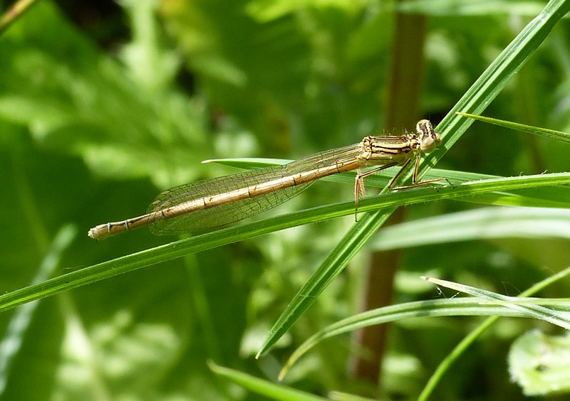 Demoiselles dans les herbes P1020517