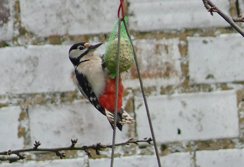 Quelques oiseaux de mon jardin + ajout P1230710