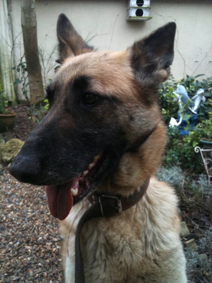 Urgent jolie malinoise cherche une famille ! Lilas210