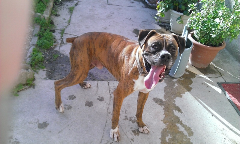 Guly magnifique boxer a adopter Wp_20115