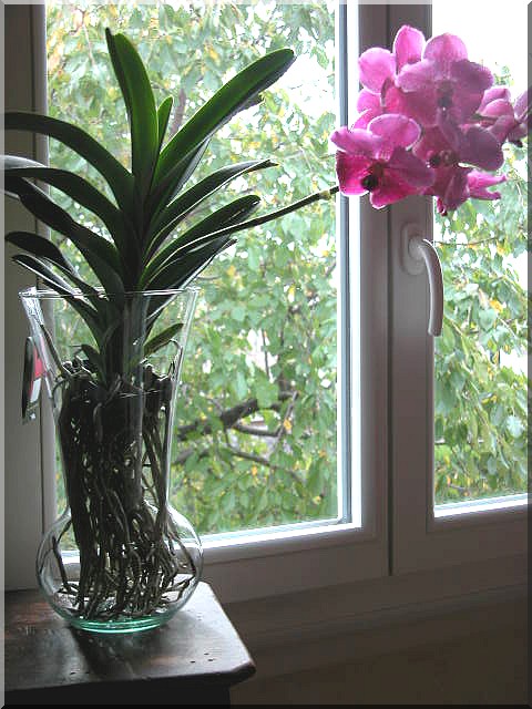 Les orchidées Orchid11
