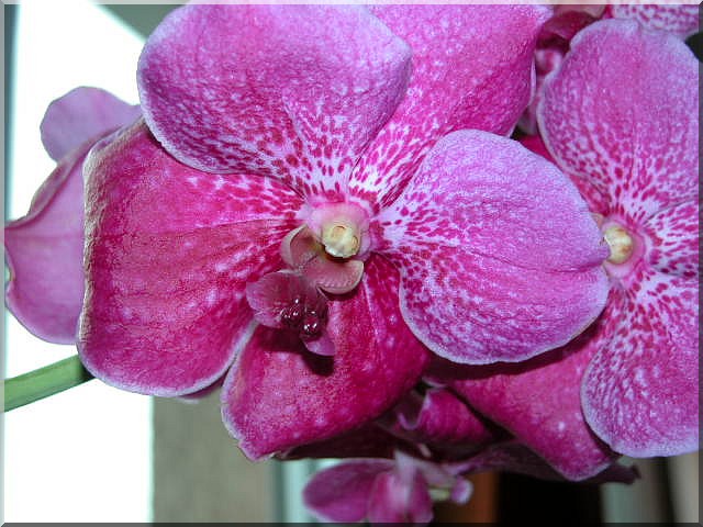 Les orchidées Orchid13