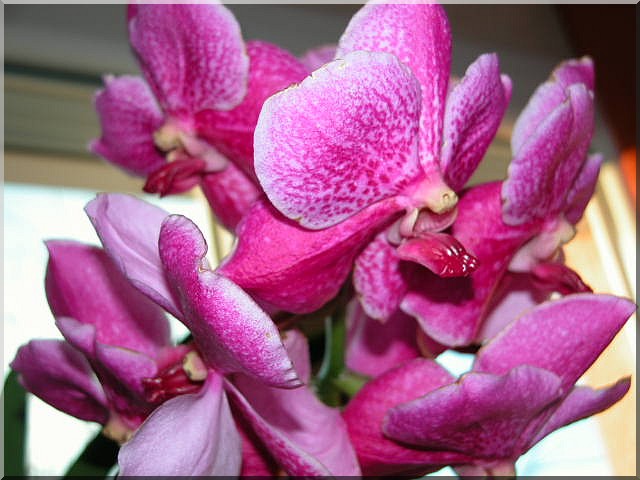 Les orchidées Orchid29