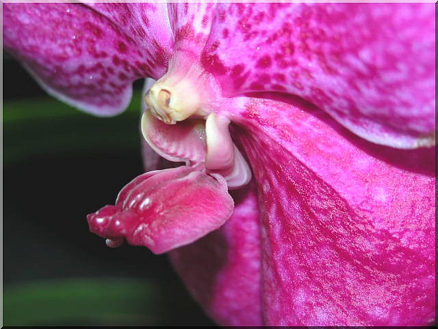 Les orchidées Orchid31