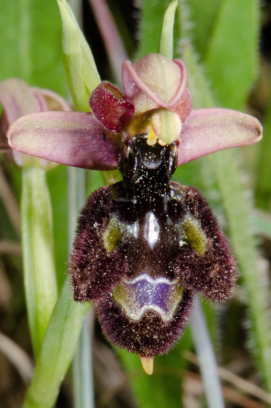 Voyage annuel entre potes Ophrys42