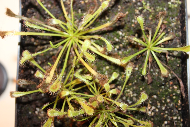 Déclin Nidiformis Img_3711