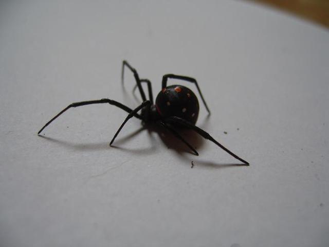 Latrodectus menavodi 12485410