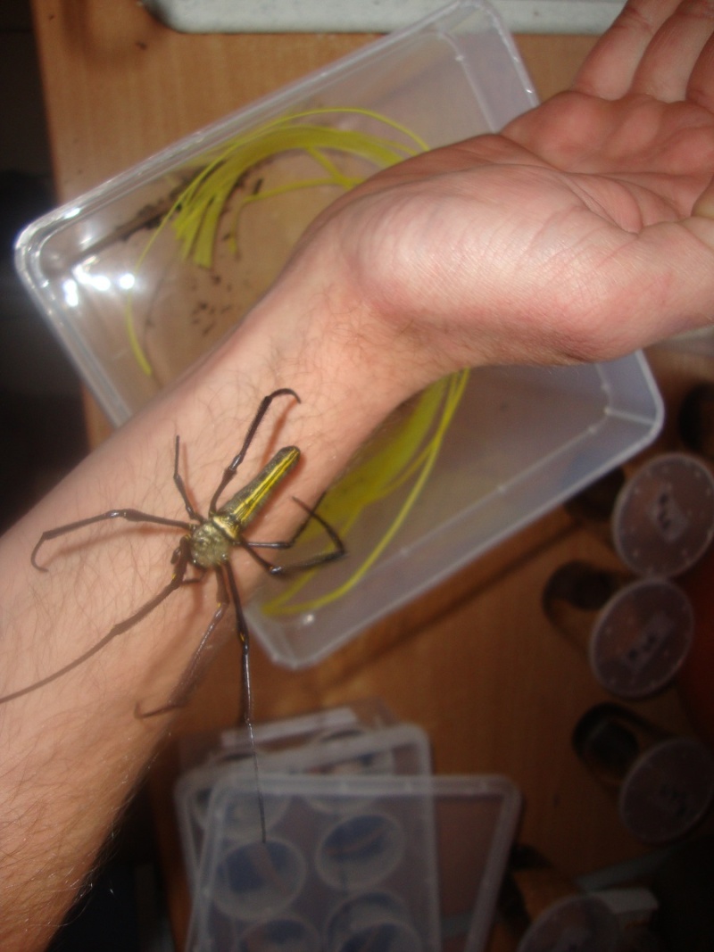 nephila philippi Dsc05619