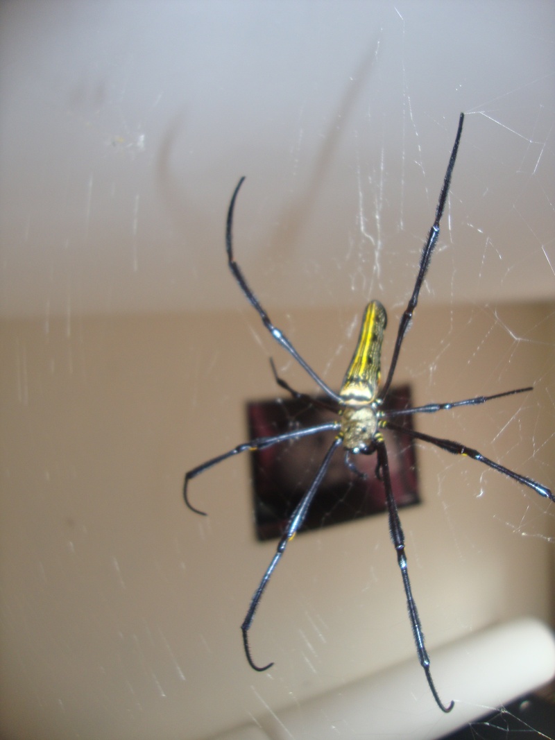 nephila philippi Dsc05811