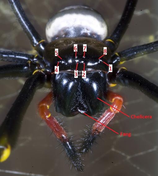 Nephila pilipes Np_pil21