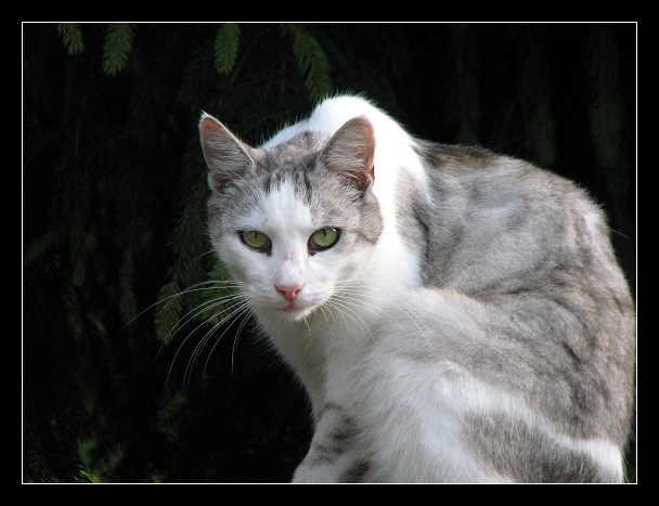 Chats d'ici & d'ailleurs... 09082012