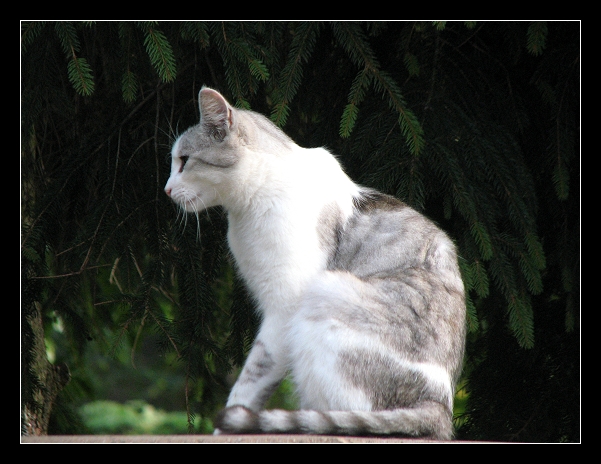 Chats d'ici & d'ailleurs... 09082013