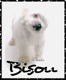 BEBES CHIENS - Page 4 Bibi_c10