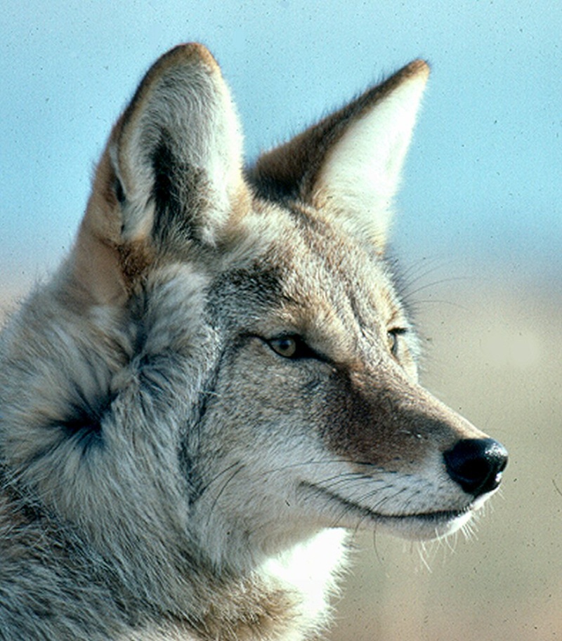 Ce que nos avatars disent de nous  - Page 8 Coyote10