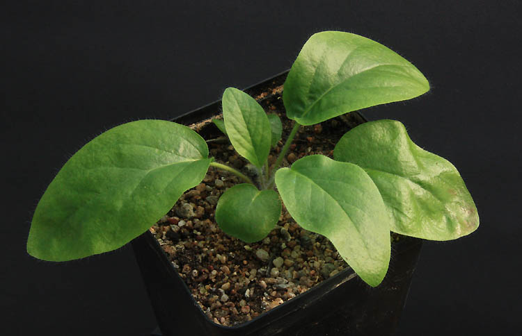 Pelargonium ellaphieae Img_2211