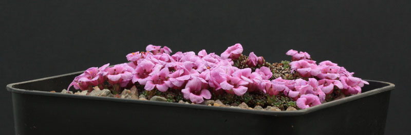 Saxifraga 2014 - Page 3 Img_6310