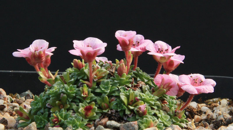 Saxifraga 2014 - Page 3 Img_7113