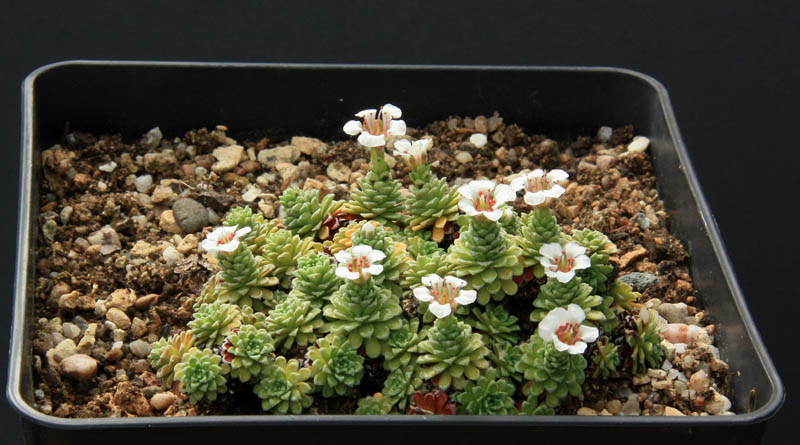 Saxifraga 2014 - Page 4 Img_8710