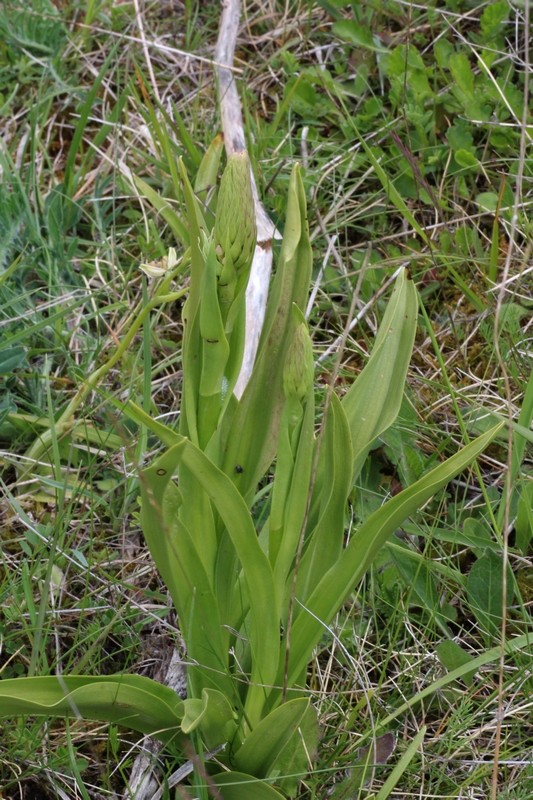 gymnadenia Conop10
