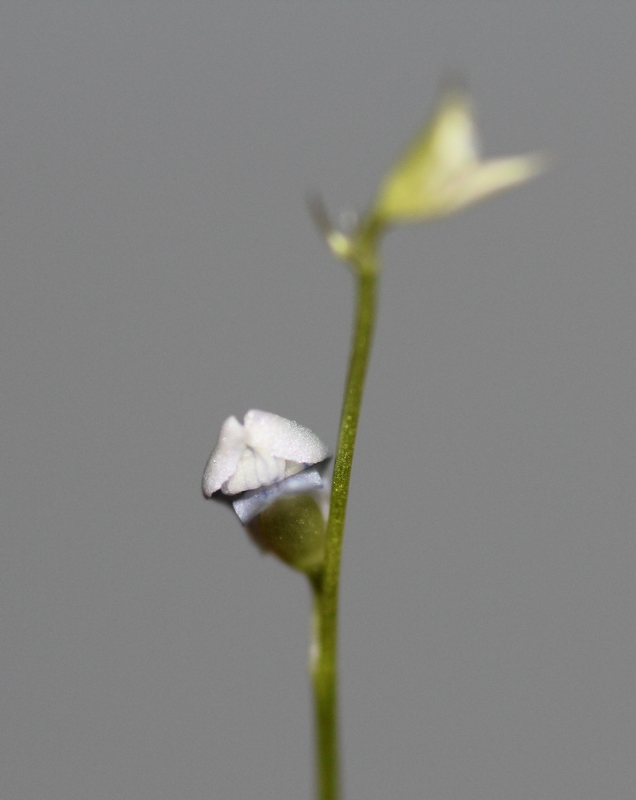 Les fleurs d'Utricularia - Page 2 Img_4011