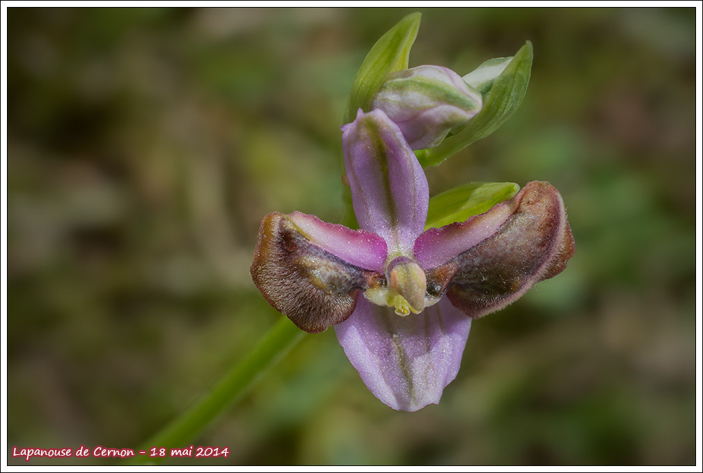 Ophrys aveyronensis Aveyro18
