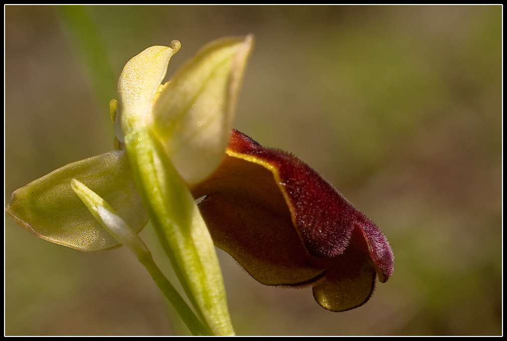 Les ophrys du groupe iricolor : coloration dessous labelle Eleono10