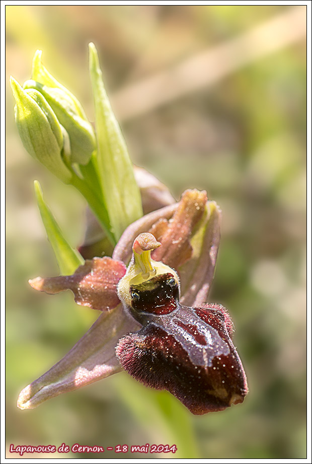 Ophrys aveyronensis Lusus_11