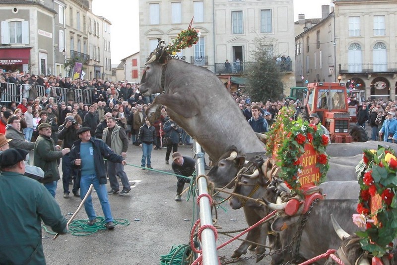 Il n'y a pas que les chevaux qui sautent... Bazas10