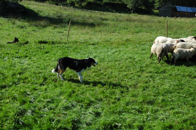 rencontre du 16 aout chez LebergerVosgien 01611