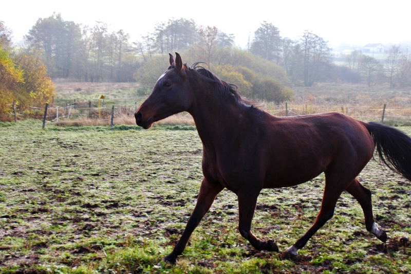 Vends PS arabe baie 11 ans - VENDUE Img_6318