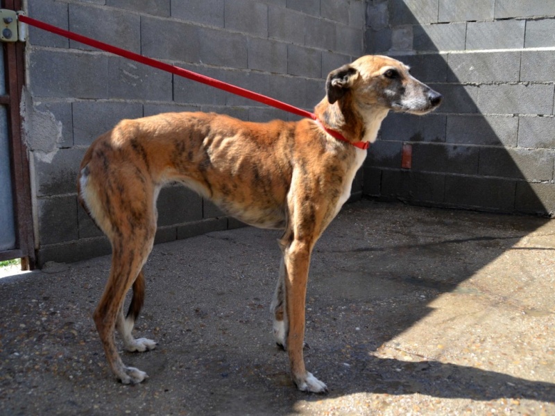 Doris – douce et émouvante galga de 2007 à l'adoption"Scooby France"Adoptée Doris_14