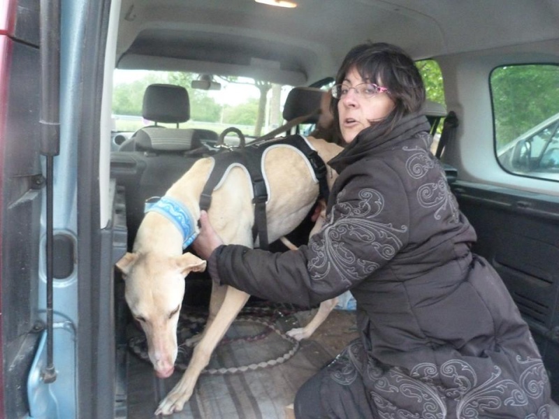 KIRO (galgo presque aveugle, SF) dans sa famille chez HAPPYDAY - Page 7 Joseph10