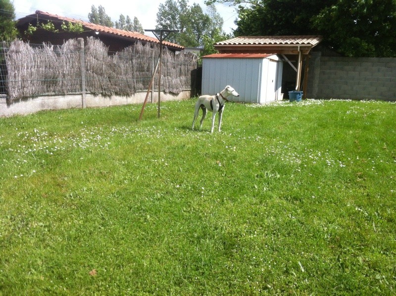 Julian galgos à l'adoption Adopté - Page 4 Julian21