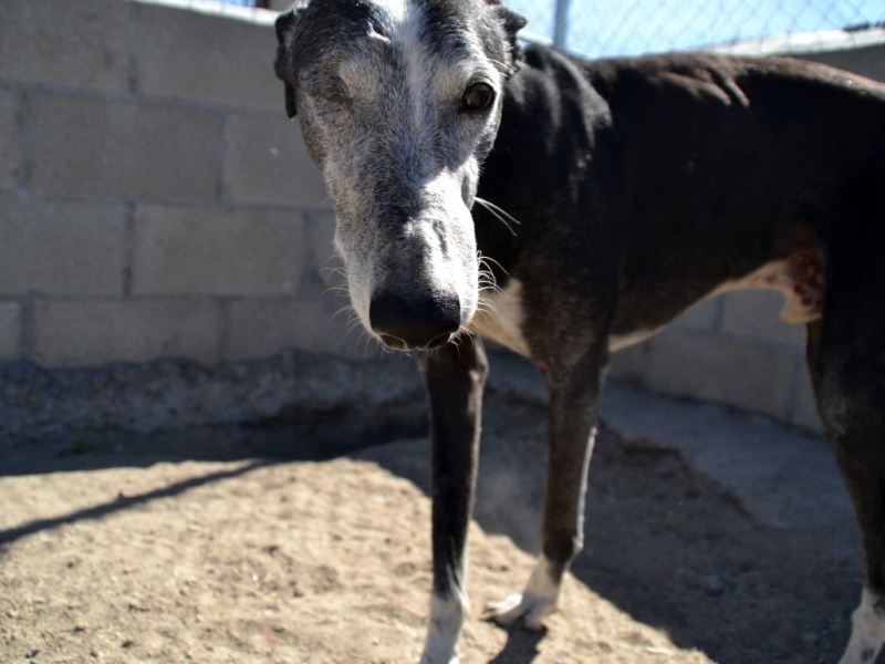 Valentino galgo borgne Scooby France. Parti galoper sur le Pont de l'Arc en Ciel Valent15