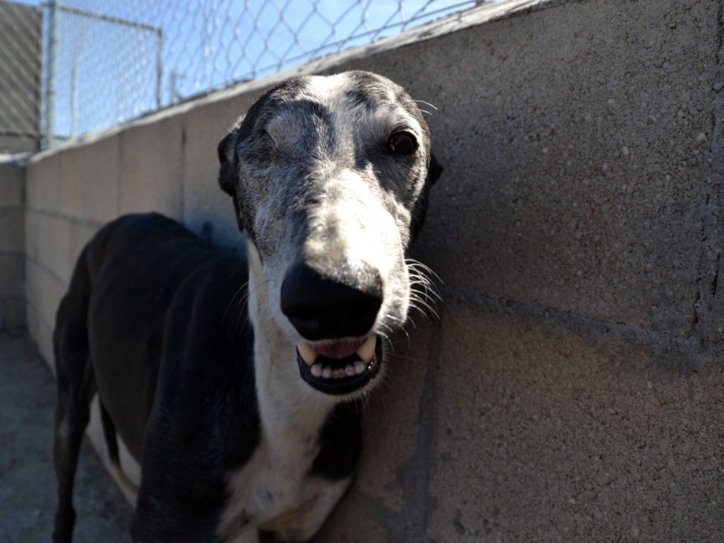 Valentino galgo borgne Scooby France. Parti galoper sur le Pont de l'Arc en Ciel Valent16