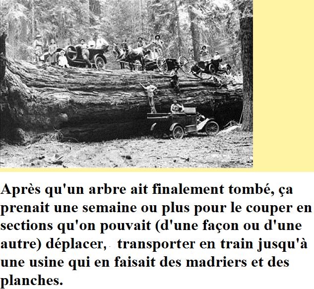 Tronçonneuses et travail au bois ....en photos d'époque - Page 5 Capt1749