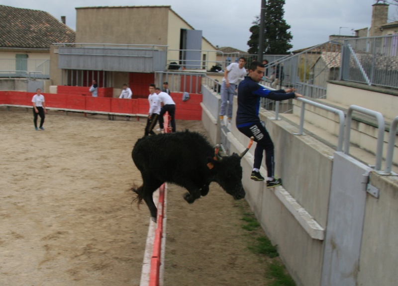 Il n'y a pas que les chevaux qui sautent... Course11