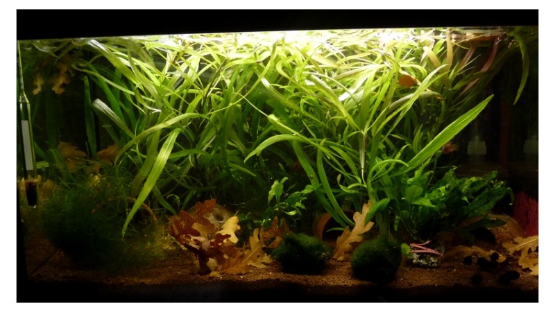 Apisto viejita Bac_ap10