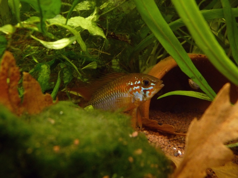 Apisto viejita P1110310