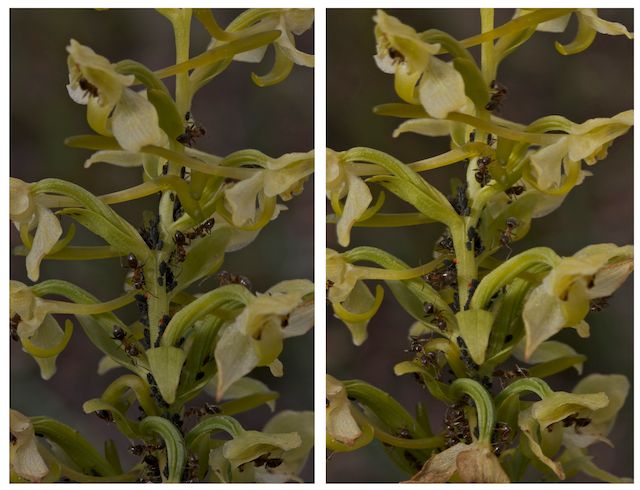 Platanthera algeriensis Plat_f11