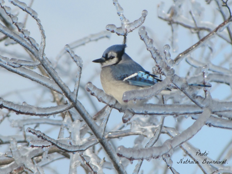 Geais bleu verglas Estrie Magog. Geais_13